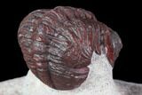 Red Barrandeops Trilobite - Hmar Laghdad, Morocco #108206-5